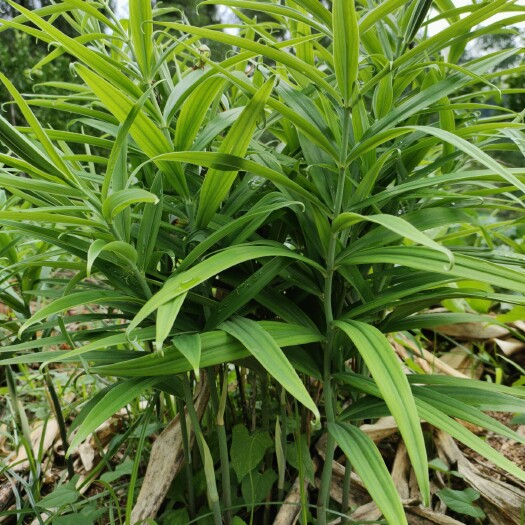 宣汉县四川姜型多花不倒苗甜黄精，老虎姜，黄姜，猫儿姜