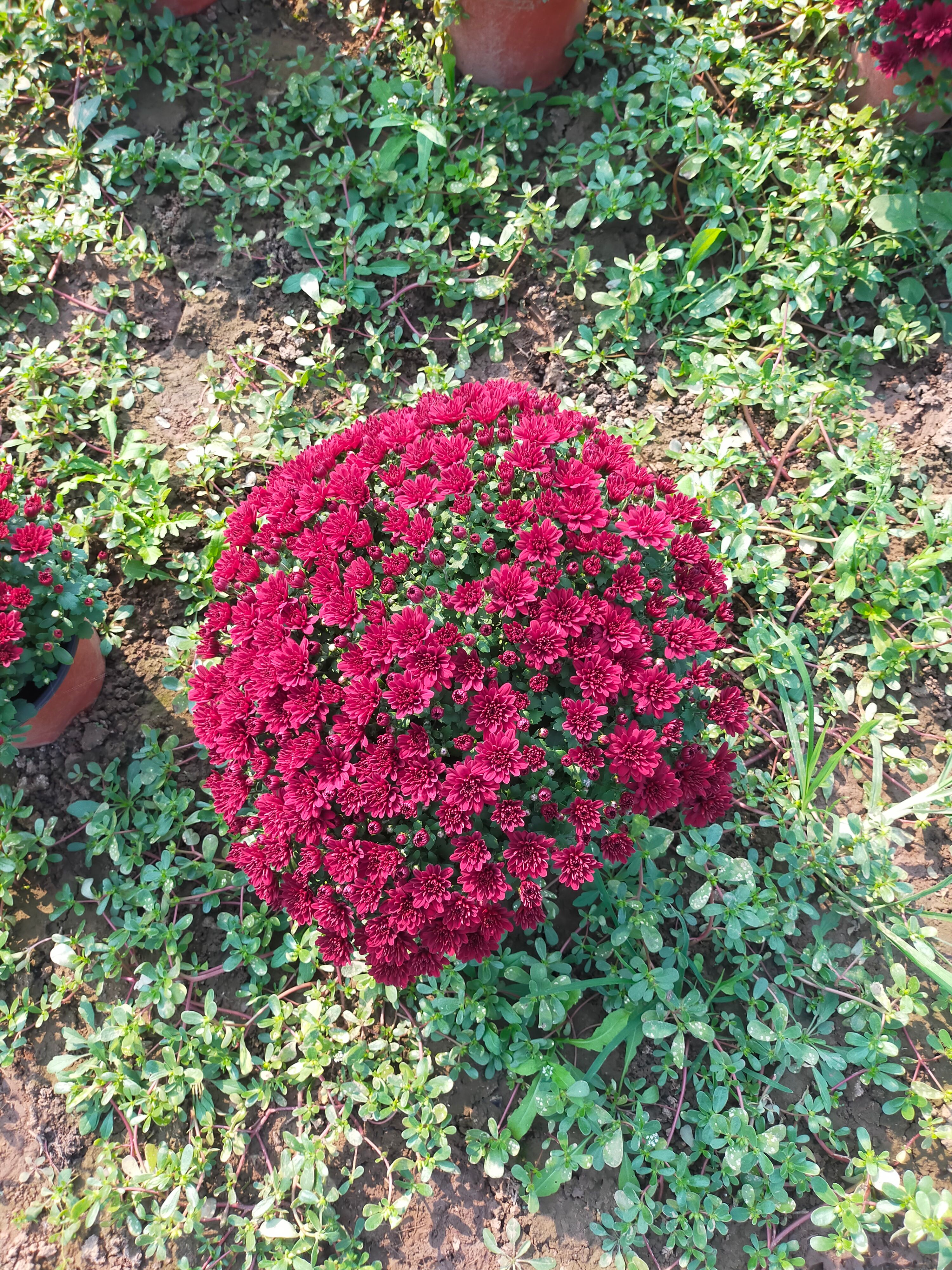 菊花