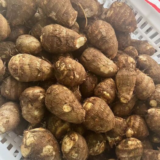 沂水县8520毛芋头大量供应通货价格便宜 大中小球产地直销