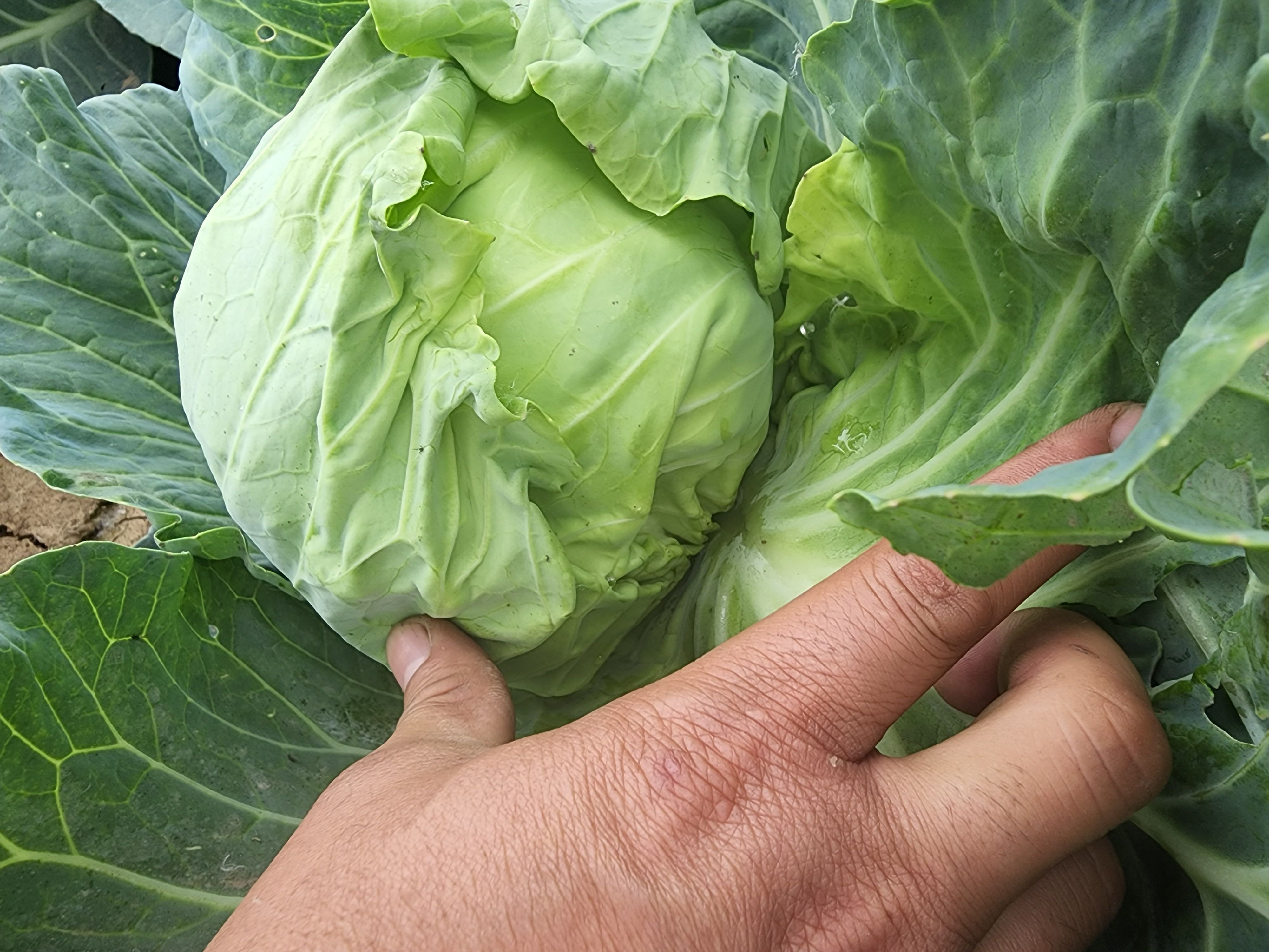 河南省邓州市旺旺甘蓝十一月大量上市