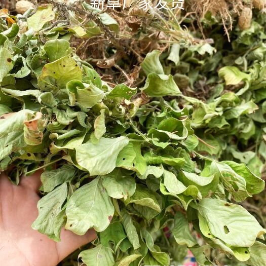 叶县稻草秸秆小麦秸秆干草玉米秸秆柔丝花生秧草料