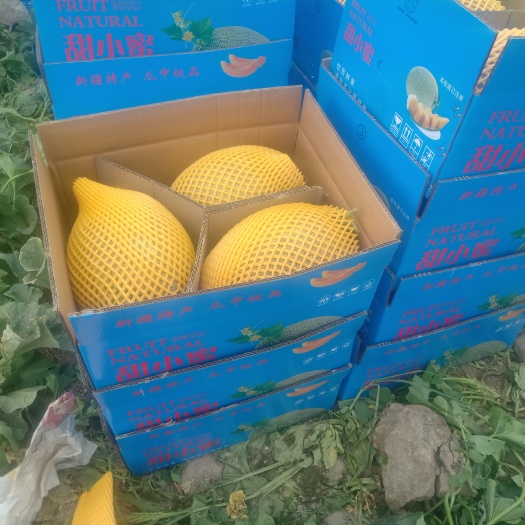 淖毛湖哈密瓜众筹明年种植