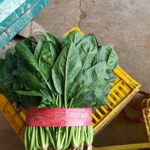 邯郸精品菠菜大量上市、颜色油亮、货源充足
