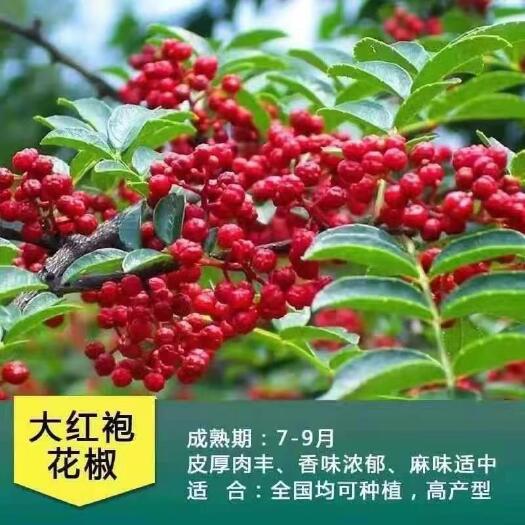 绛县花椒苗 大红袍花椒苗 狮子头花椒树苗