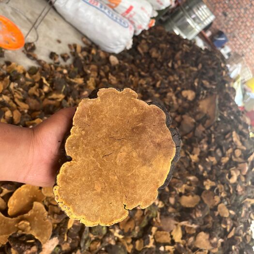 桑黄通货