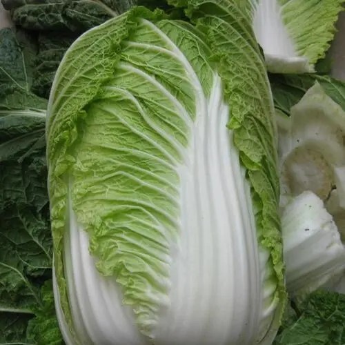 寿光市黄心白菜苗