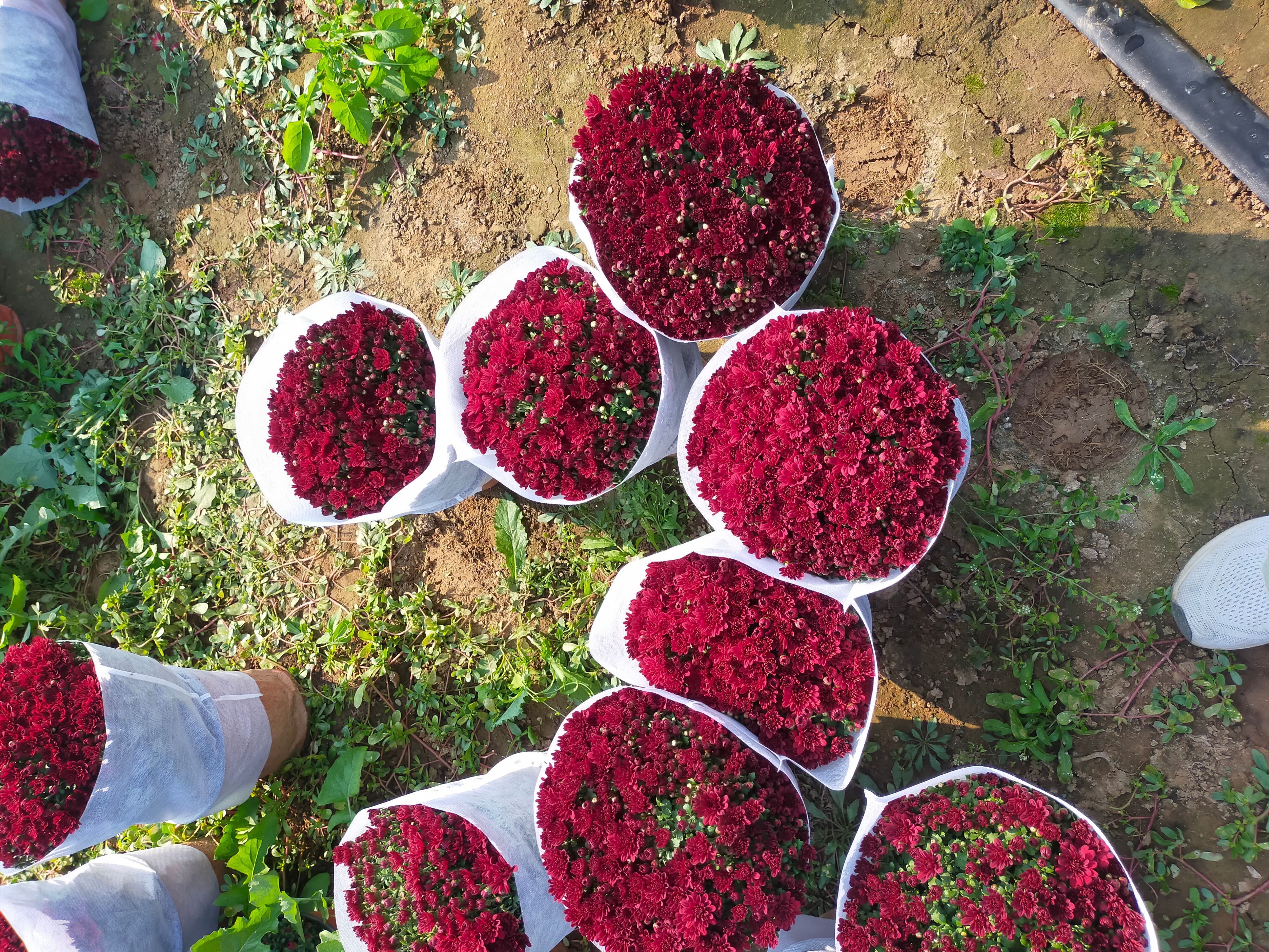 菊花