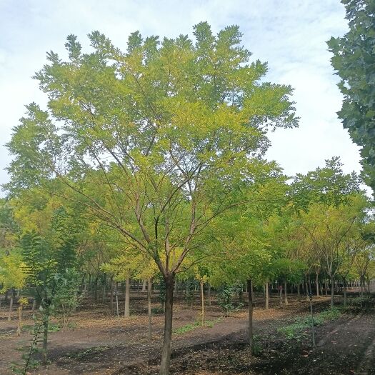 邳州市12公分黄金槐，苗圃直供，一手货源