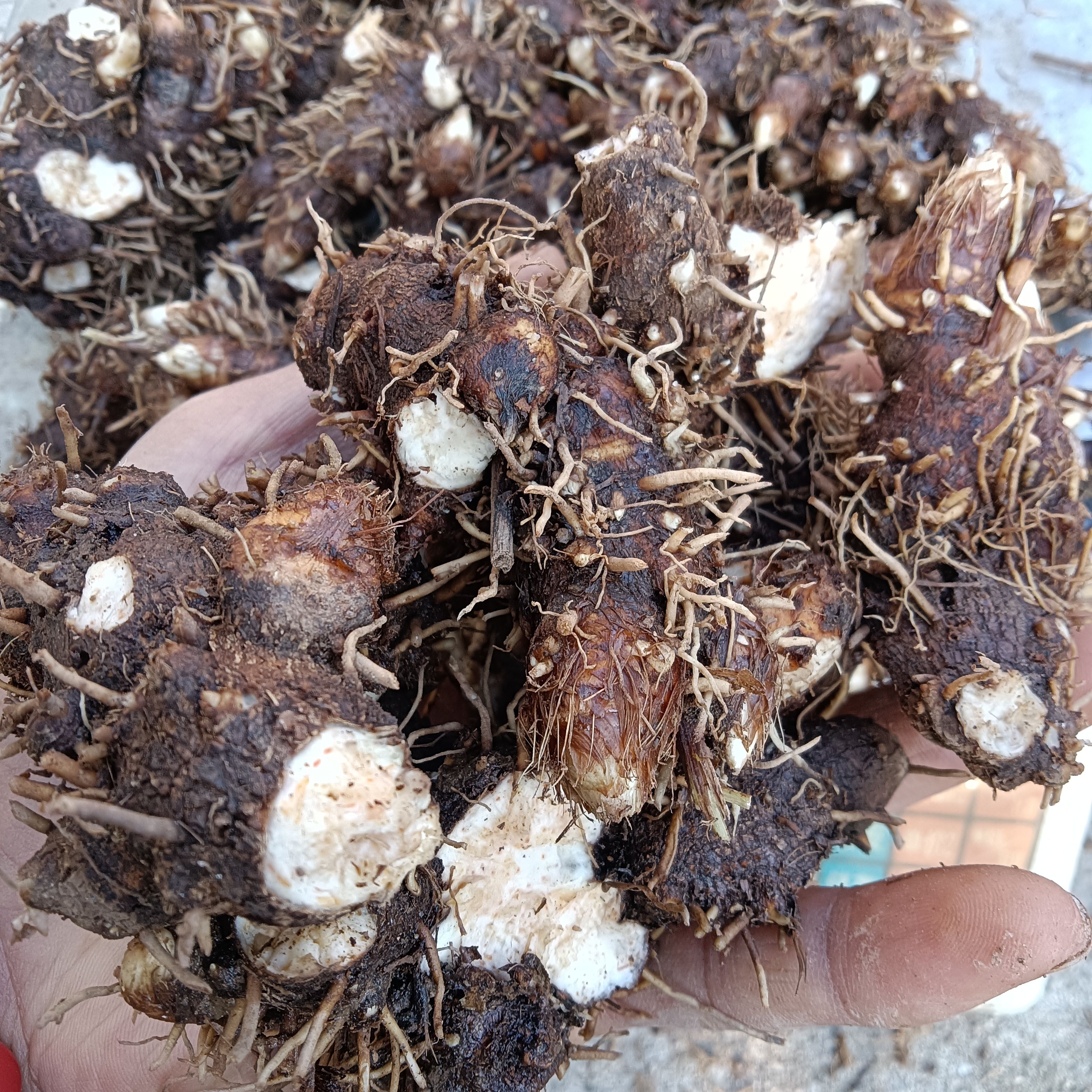 条形朱砂点北苍术鲜品