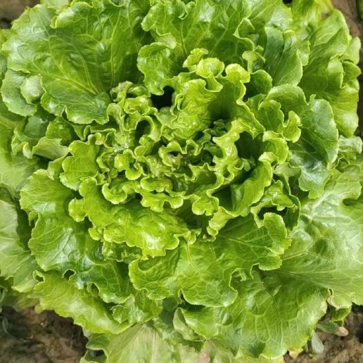 邯郸生菜
