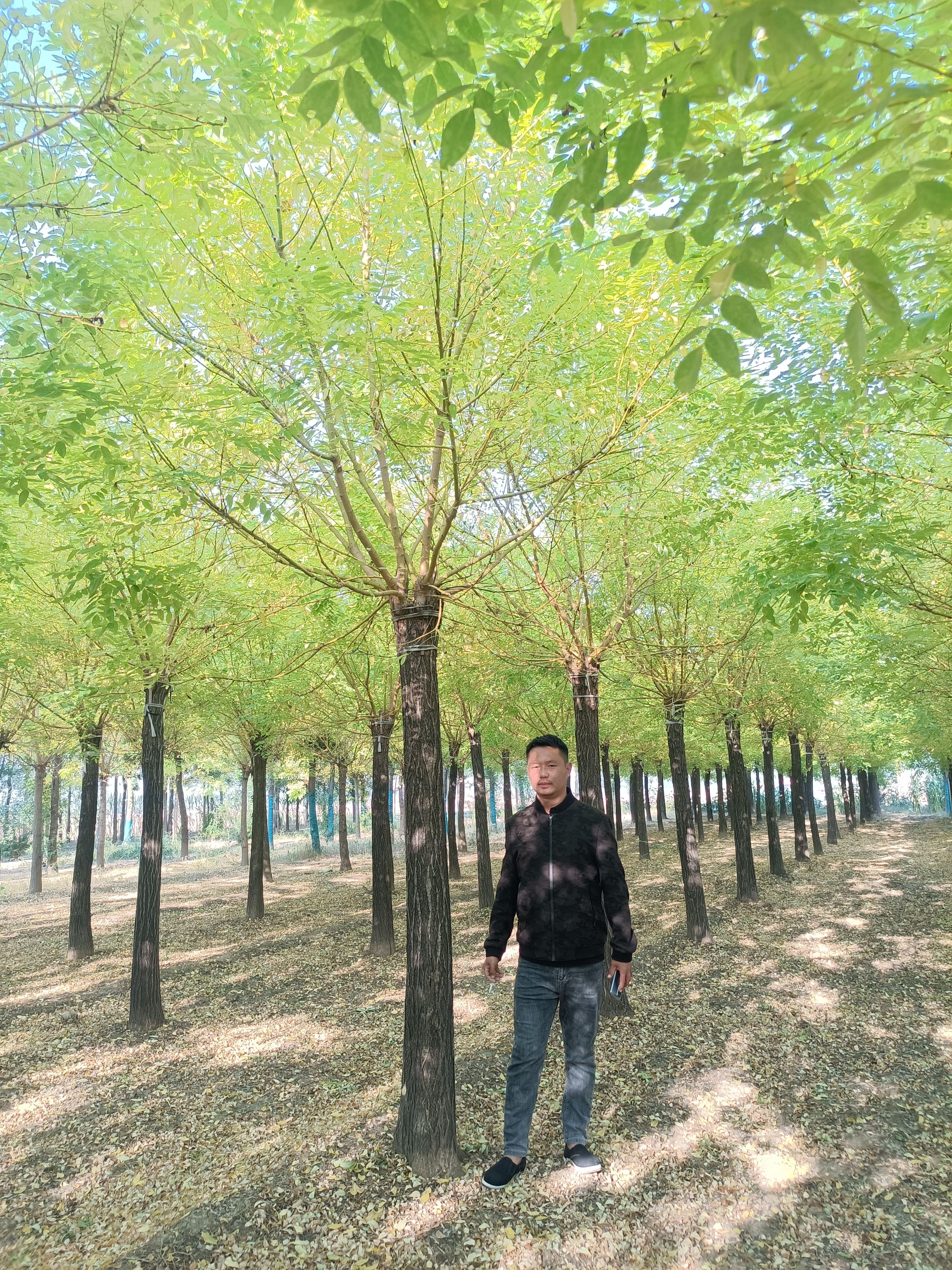 黄金槐_公园绿化_乡土彩叶观赏乔木
