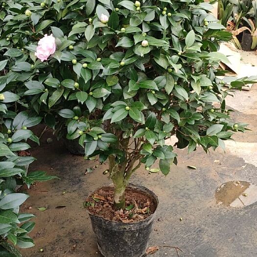漳平市香妃茶花，带花苞，开花带香味