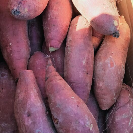 纯沙地板䅇薯济薯26，大量上市，紫皮黄心，一手货源，厂地直发