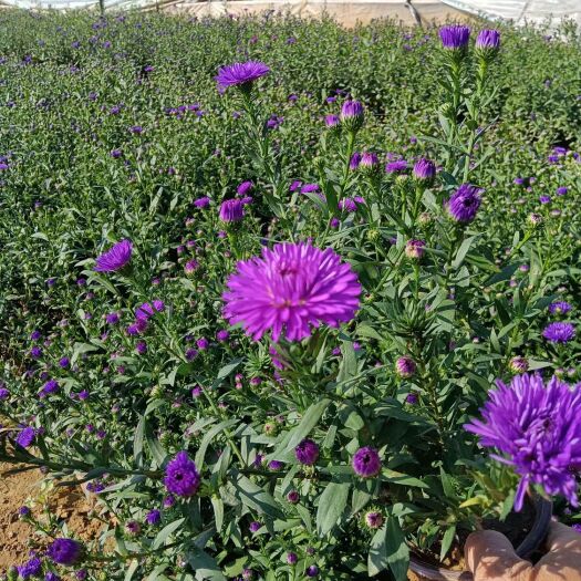 青州市重瓣紫菀 蓝色荷兰菊 庭院装饰盆栽花 绿化用苗