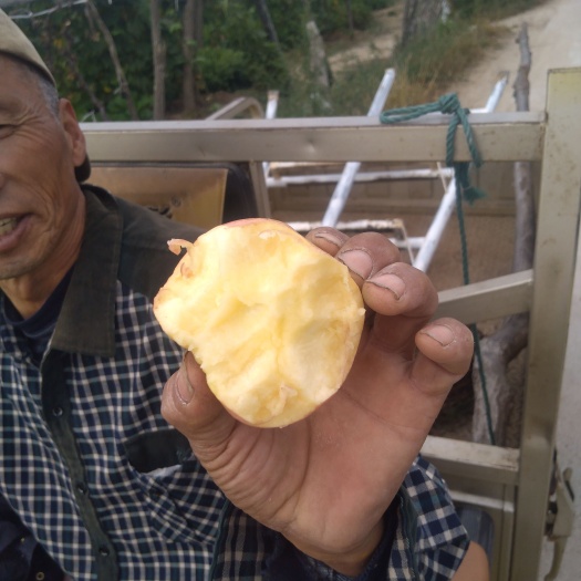 凌海市山地阳坡寒富苹果，个头均匀口感好，耐运输