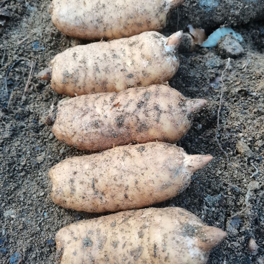 丹凤县新鲜天麻产地现挖，价格实惠，营养美味，炖肉煲汤好食材老少皆宜