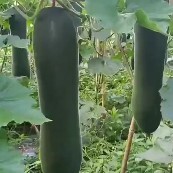 安顺吊冬瓜
