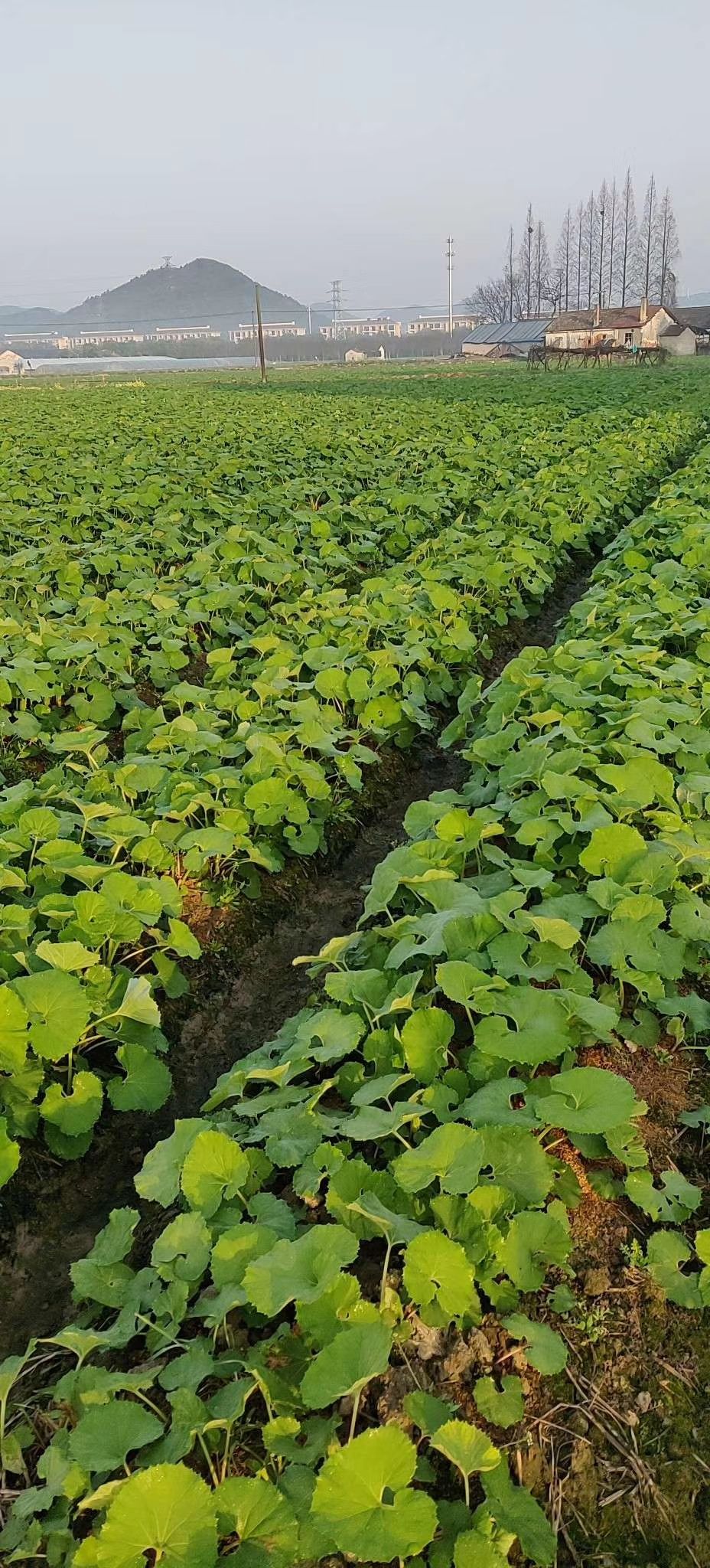 上饶出口级山露菜 根茎种子基地批发量大