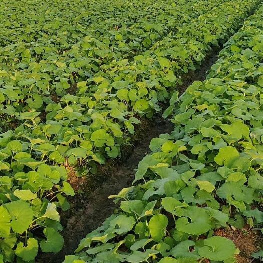 上饶出口级山露菜 根茎种子基地批发量大