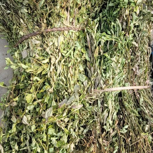 平南县.金不换.金牛草.紫背金牛