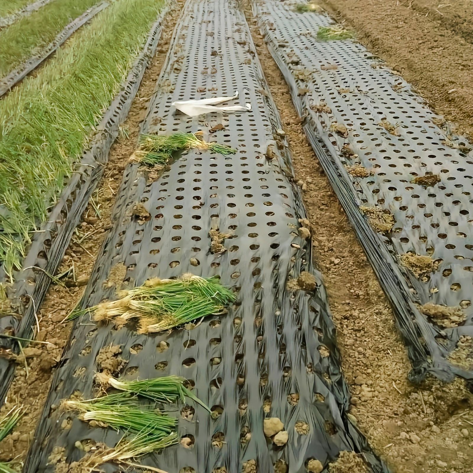 地膜 功能地膜 银黑地膜 定制打孔地膜