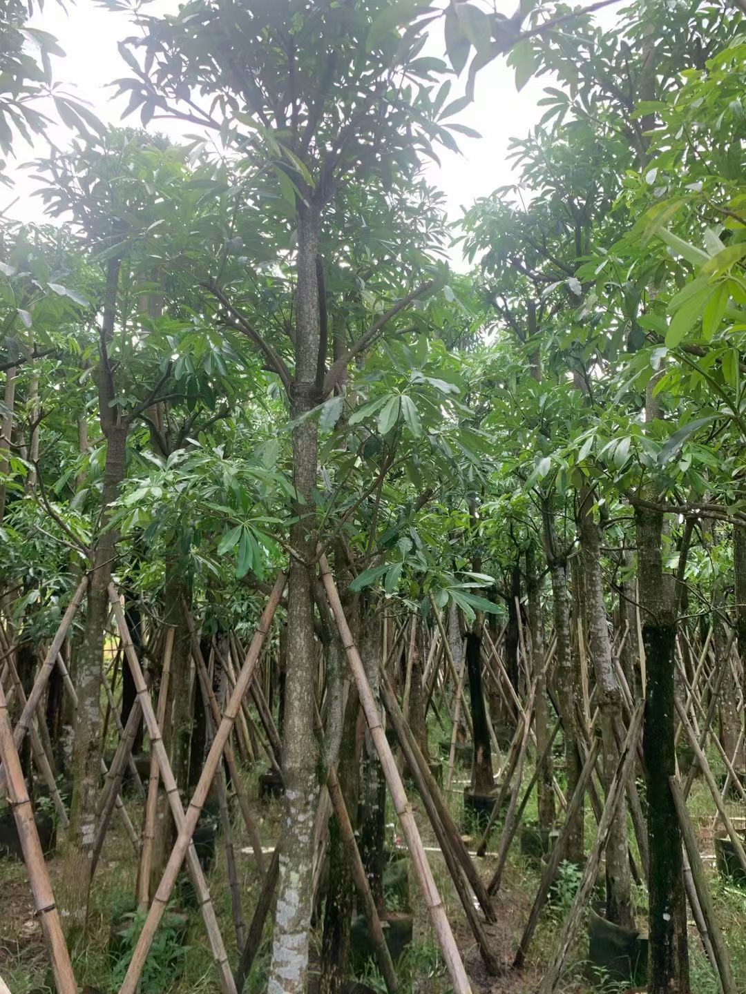 盆架子