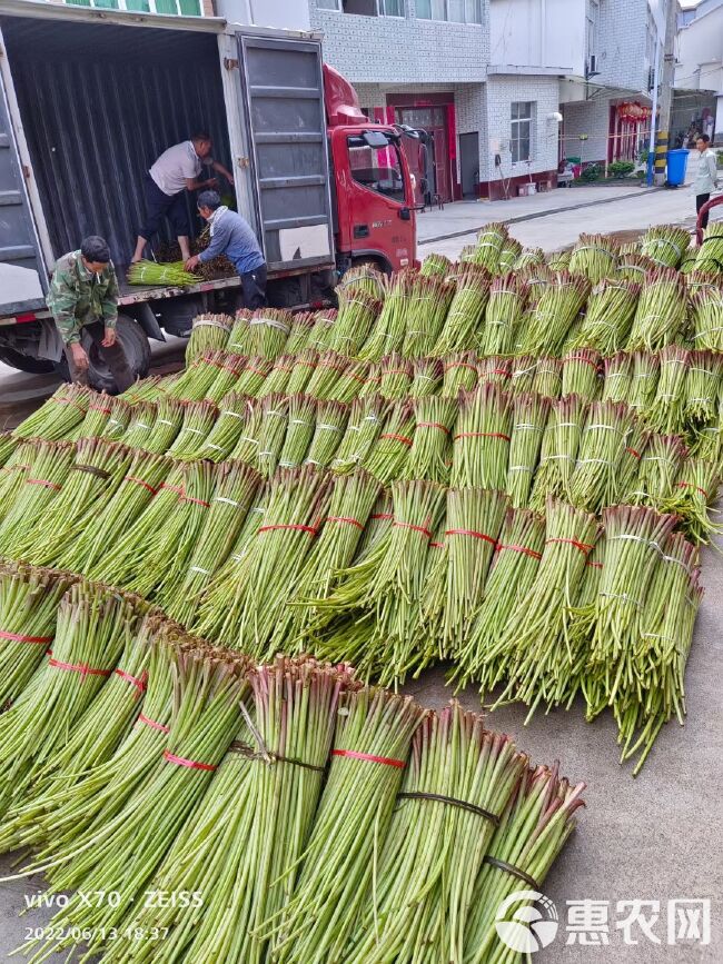 山露菜根 南瓜根 根茎种子 出口品种 大量供货