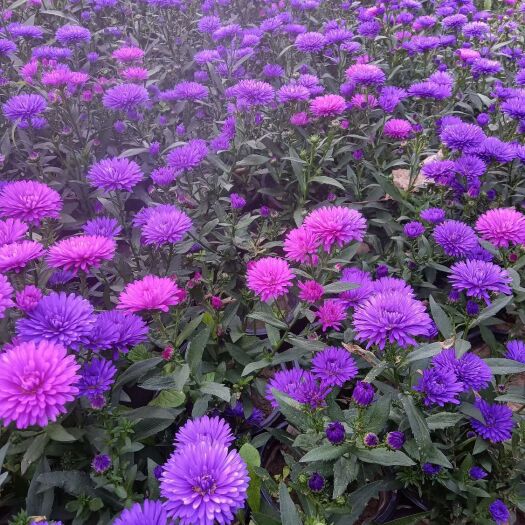 青州市丹麦翠菊 重瓣紫菀 大小盆栽 产地直发 量大可优惠