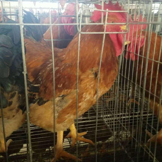 衡阳快速麻花鸡苗 快大良凤鸡苗厂家直销量大从优质量保证