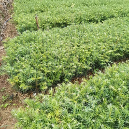 丘北县杉木树苗