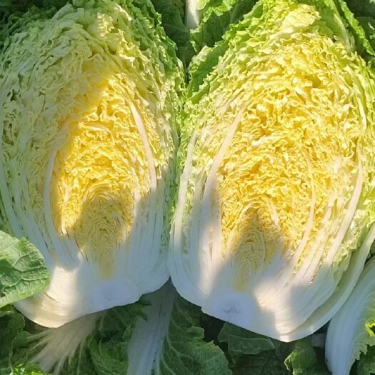 公主岭市黄心杠菜