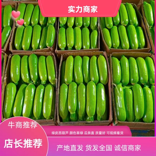 费县优质 绿皮西葫芦  产地直发 货源充足 低价促销 薄利多销