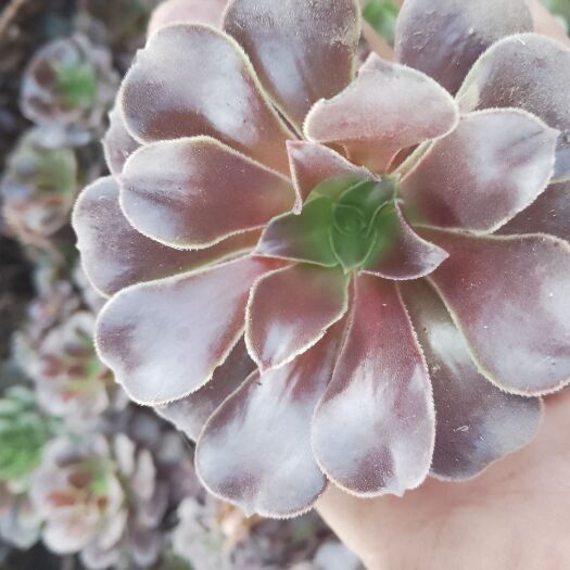 平乡县各种法师砍头苗，