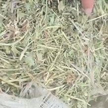 曲周县花生秧
