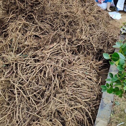 上饶山露菜根 南瓜根 根茎种子 出口品种 大量供货