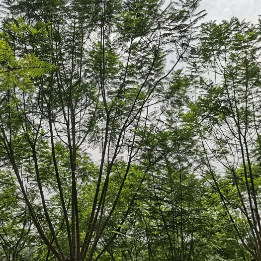 自贡蓝花楹