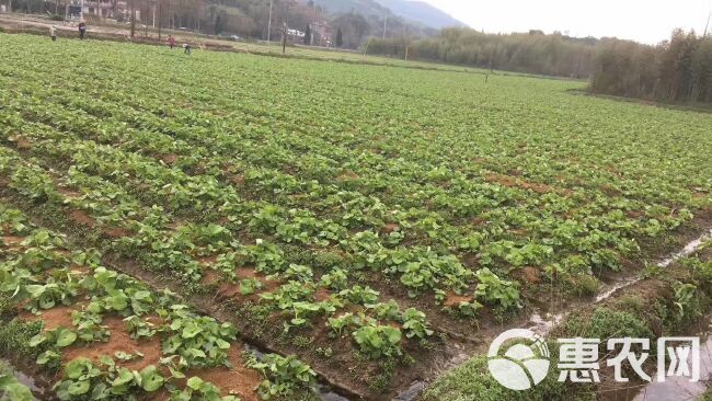 山露菜根 南瓜根 根茎种子 出口品种 大量供货