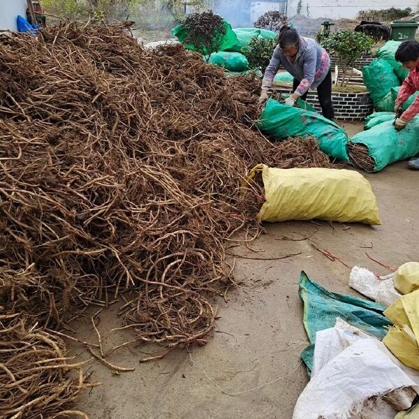 山露菜根 南瓜根 根茎种子 出口品种 大量供货