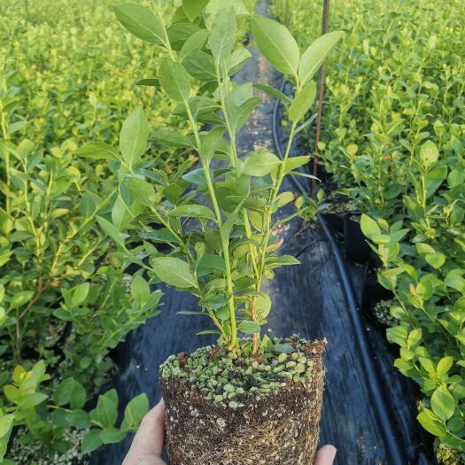 泰安蓝莓苗-南方、北方种植品种-50公分左右营养杯苗-基地直供