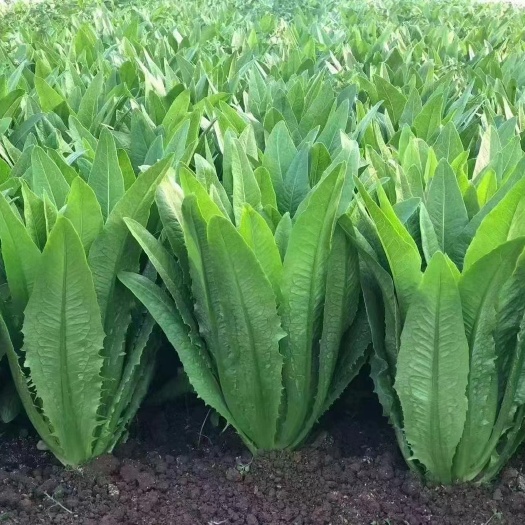 嵩明县油麦菜色泽淡绿、质地脆嫩，口感极为鲜嫩、清香，具有独特风味