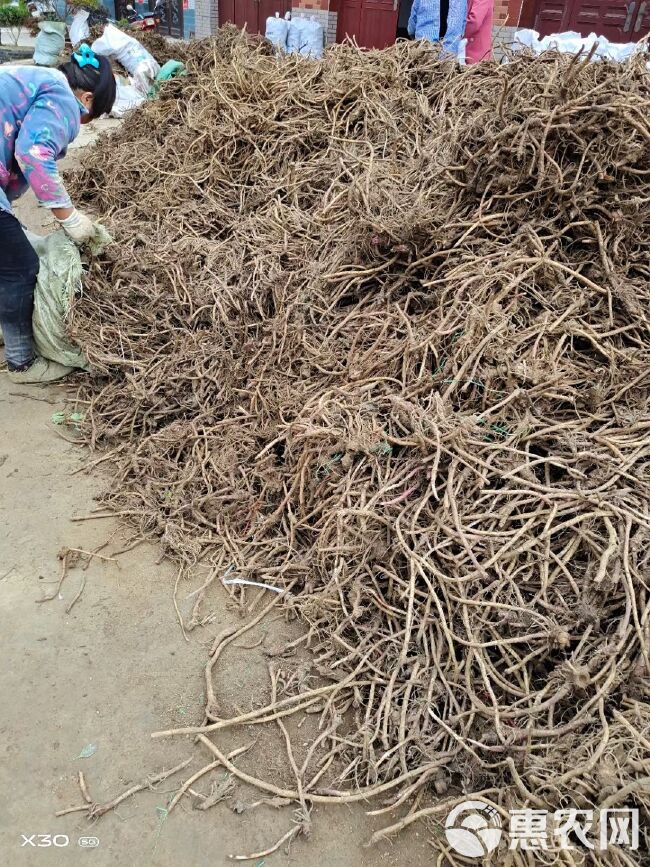 山露菜根 南瓜根 根茎种子 出口品种 大量供货