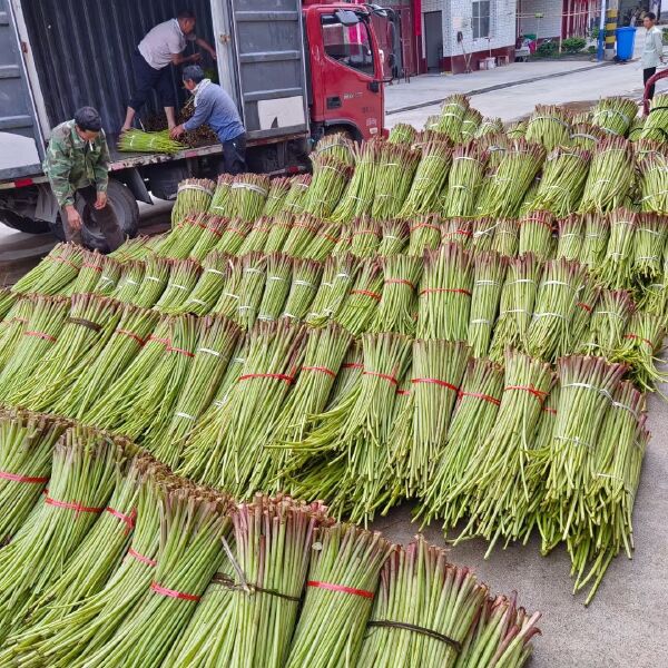 山露菜根 南瓜根 根茎种子 出口品种 大量供货