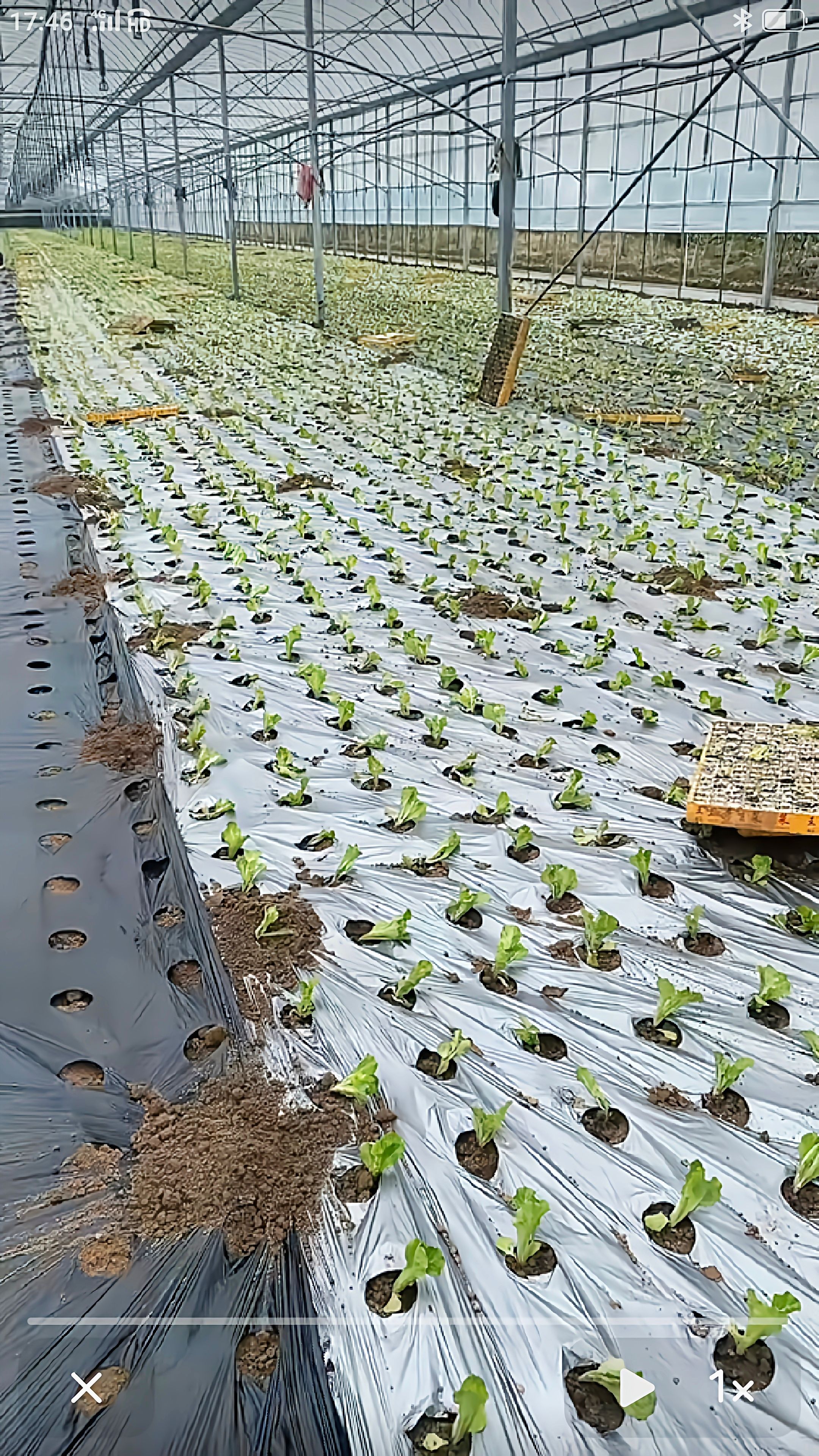 地膜 功能地膜 银黑地膜 定制打孔地膜