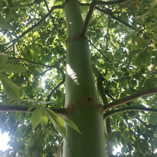 广州大腹木棉别名美人树。花美，异木棉属，落叶大乔木。