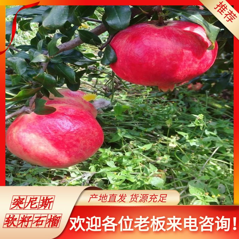 会理软籽石榴