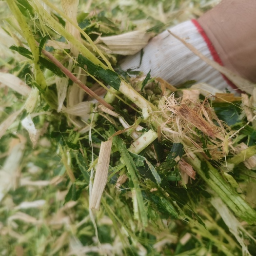 东平县玉米秸秆  青储