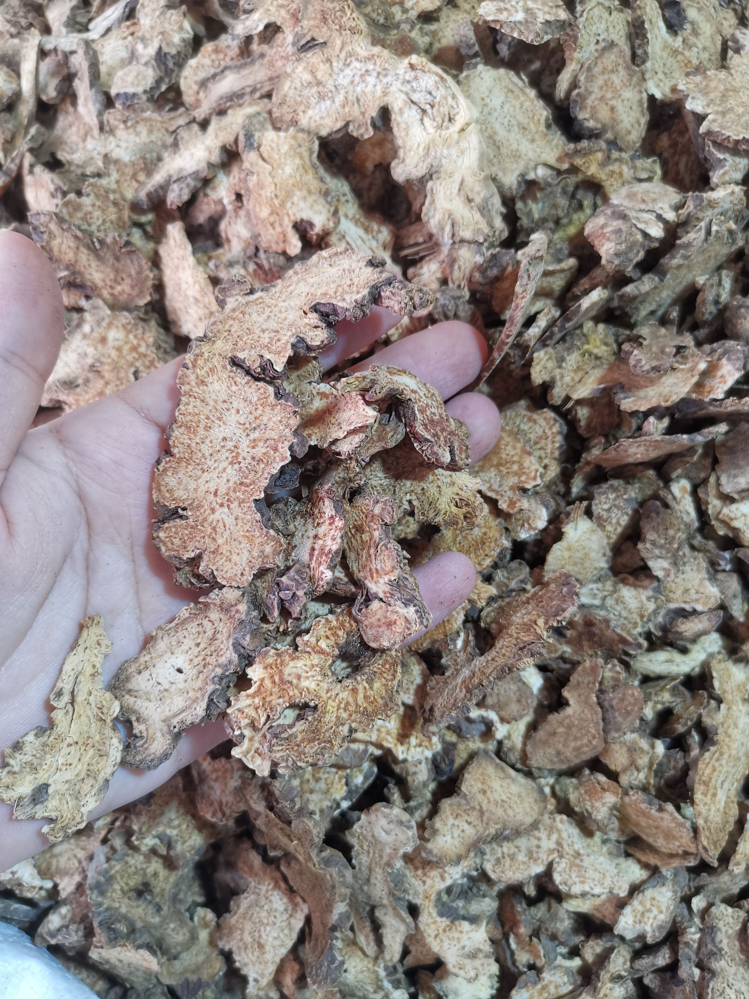 苍术 批发优质苍术红茬苍术规格齐全 可供大货价优