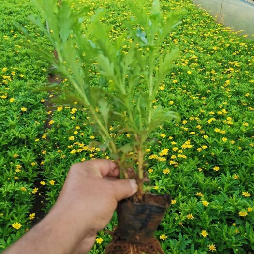 昆明木春菊10袋16袋