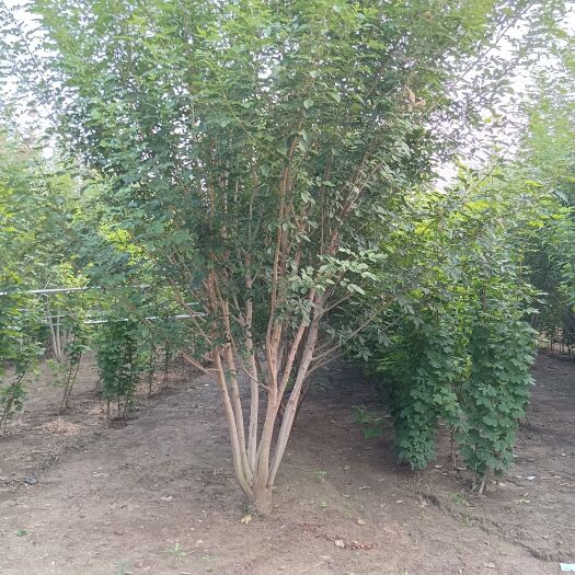 邳州市丛生白蜡