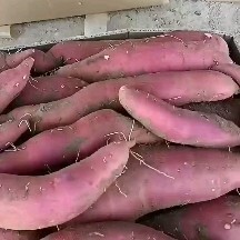 忻州红薯